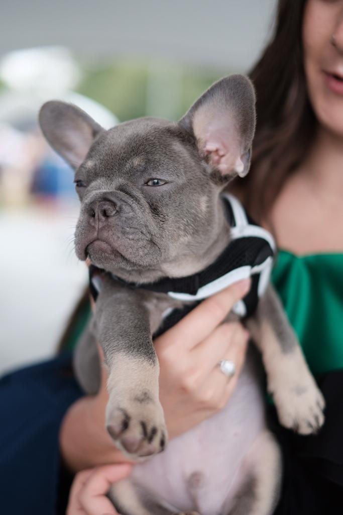 Hugo is celebrating his 12-week birthday today and proudly supporting his owner Abi who graduated as a nurse this afternoon. It's a win win at #ueagrad2019 #dogsofgraduation