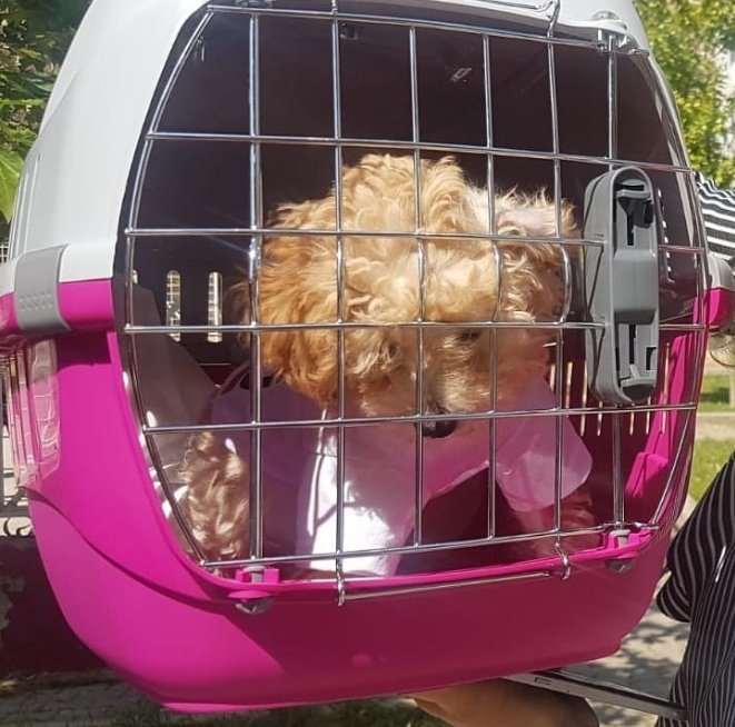 <a href="/izmirbld/">İzmir Büyükşehir Belediyesi</a> 
<a href="/tuncsoyer/">Tunç Soyer</a>

Yasal bir dayanak olmadan toplu taşımalara fotoğraftaki boxla alınmadık. Tamamen keyfi olduğunu düşünüyorum . Toplu taşıma hepimizin hakkı sonuçta.
Istanbul da sorun olmadığı yönüde duyumlar aldım. Güzel #izmir'imize  hiç yakışmıyor