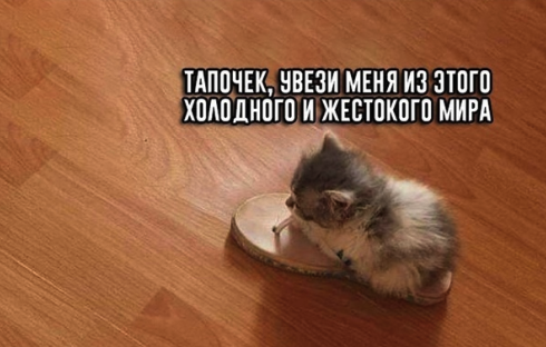 Ha_haski's tweet photo. Настроение среды: https://t.co/LniO4BeZFS