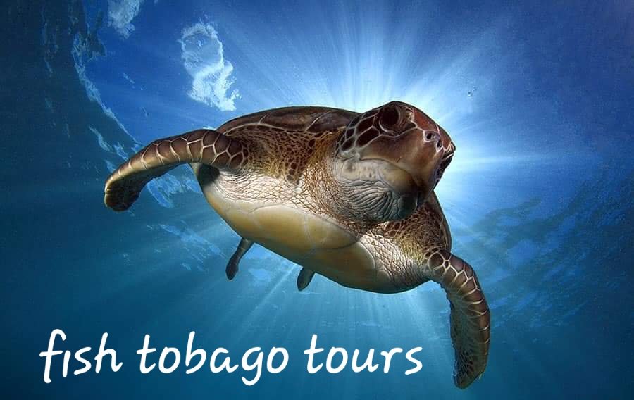 FishTobago1's tweet photo. Fish Tobago tours https://t.co/nKOMa5DBko