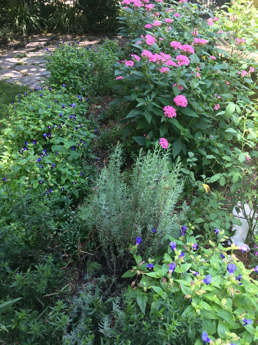 Good morning!  Toasty out. Upper 80s. Dew points mid 70s. Heat index near 100. Highs mostly low 90s. Few mid 90s pos. Light wind. Few storms may pop this afternoon. Ditto forecast through Friday. Rain chances go up some this weekend. <a href="/wdsu/">wdsu</a> #nola #lawx