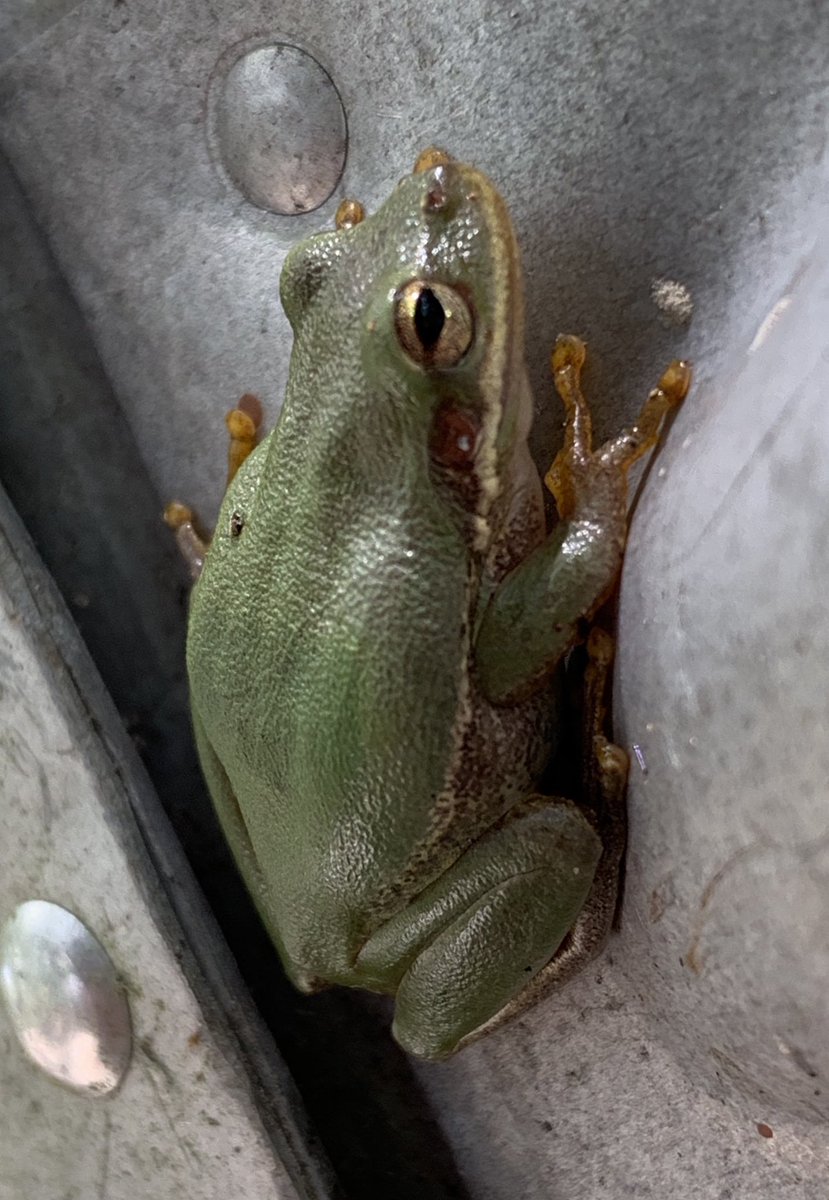 beachton's tweet photo. Here’s the usual Rivet the Treefrog  by the back door. Squirrel Treefrog’s are called that because when it rains they start fussing like a squirrel. https://t.co/9UAaF4MpbU