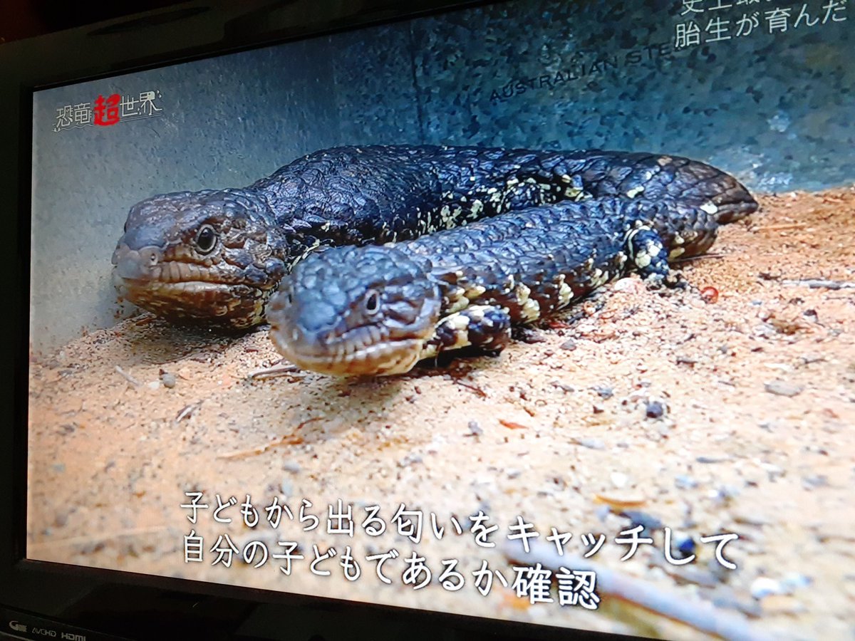 ユニークマツカサ トカゲ 飼育 最高の花の画像