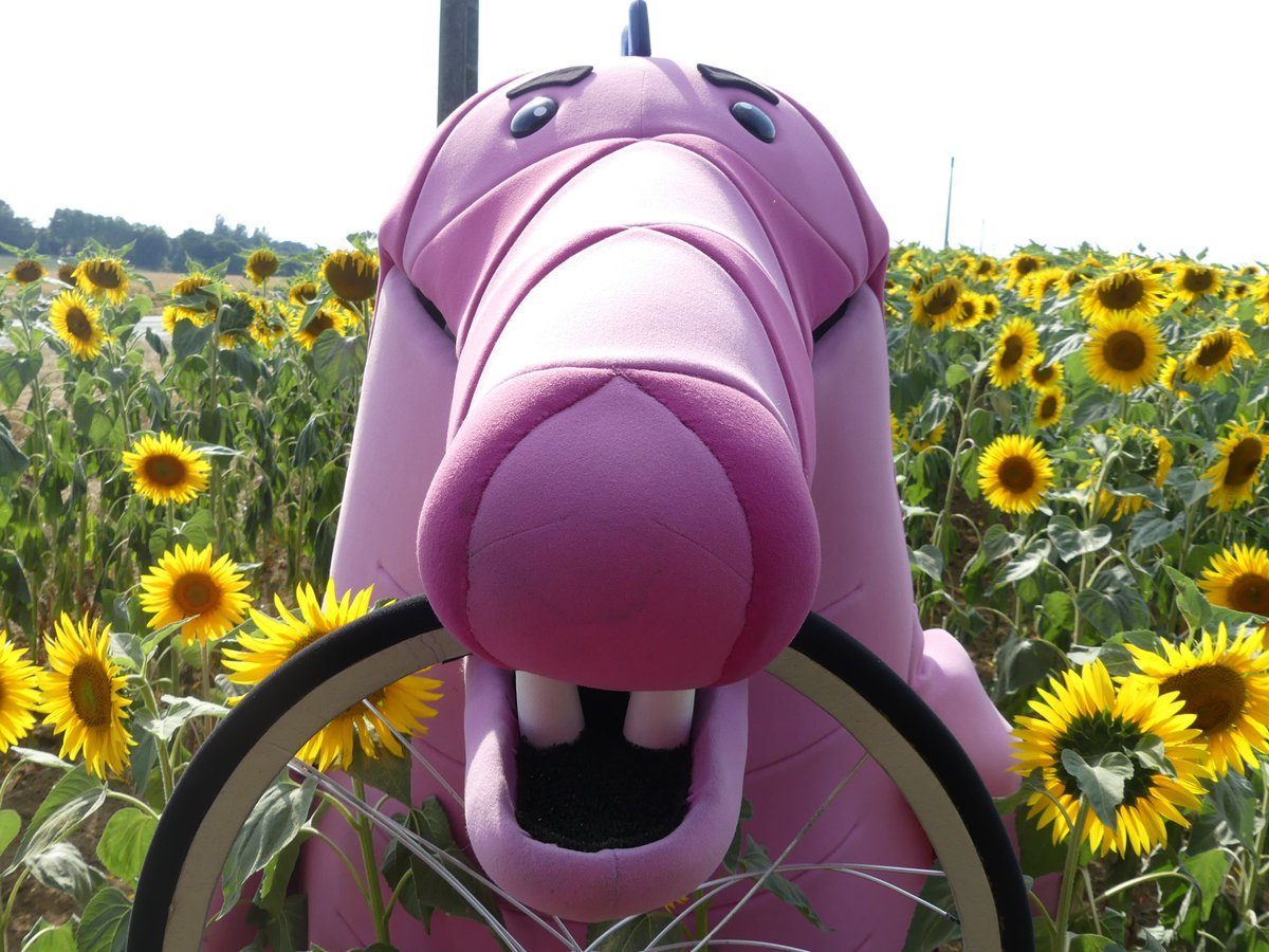 Our Guy Argyle the Crocodile (@argylethecroc) on Twitter photo I enjoyed my day in sunflowers! ππ»
<a href="/EFprocycling/">EF Pro Cycling</a>
#tdf2019
#ourguyarguyle
#exploretheworld I enjoyed my day in sunflowers! ππ»
<a href="/EFprocycling/">EF Pro Cycling</a>
#tdf2019
#ourguyarguyle
#exploretheworld