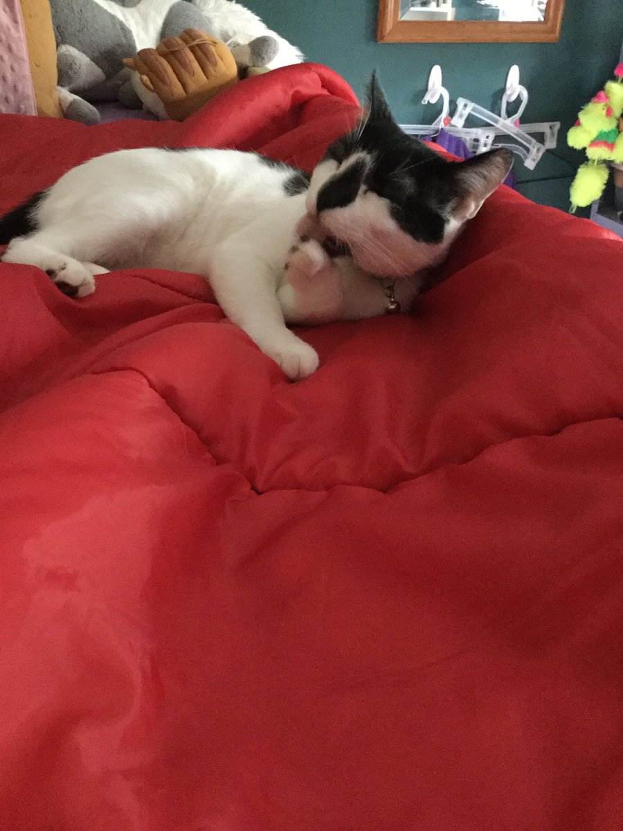 RoscoWasAdopted's tweet photo. The human side it was time to clean up so I thought I would get a Headstart. https://t.co/YpZ6eIOZ2c