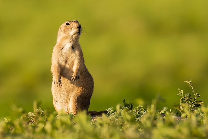 prairie dog standing in lush grass
