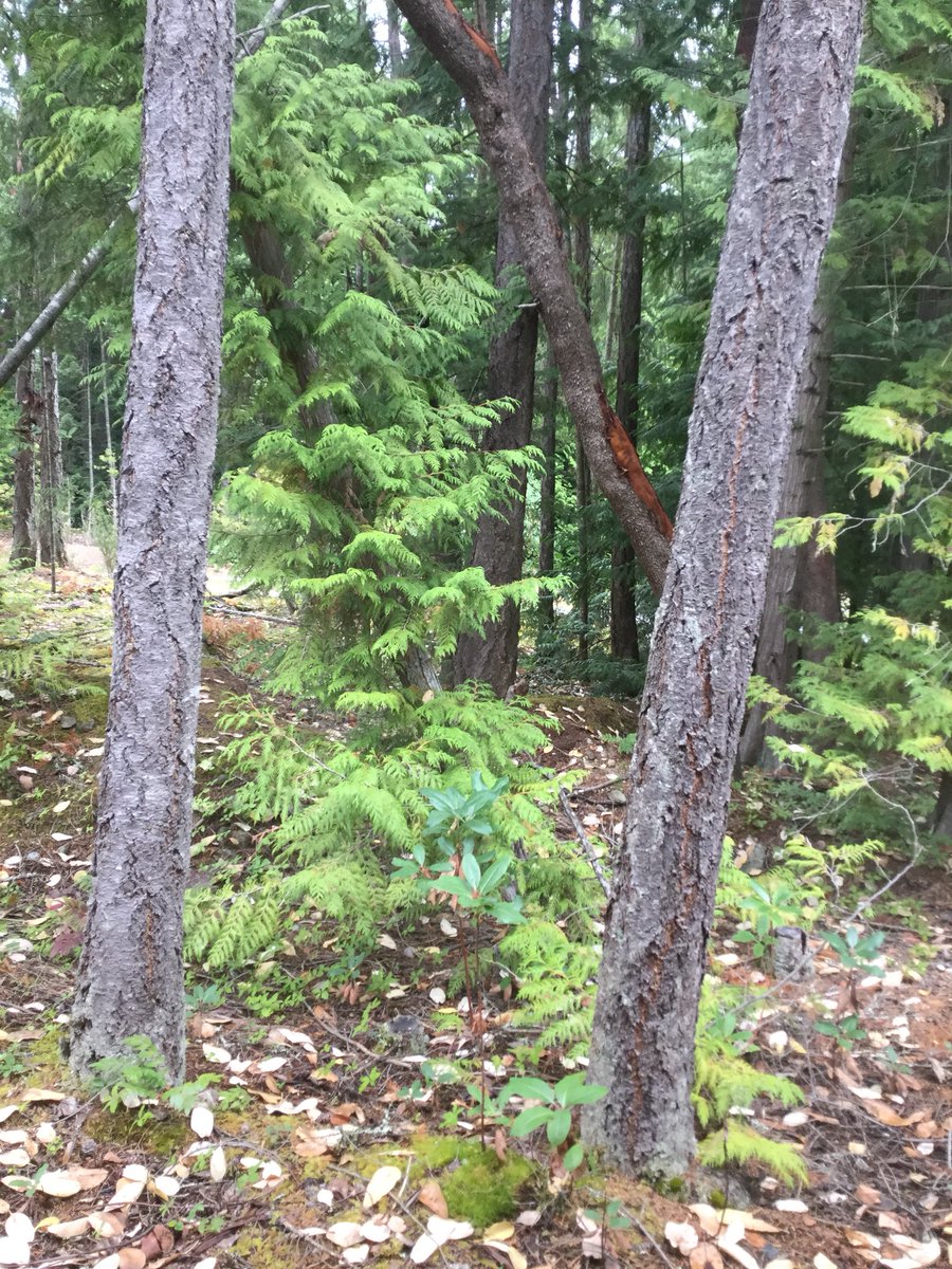 Naturals's tweet image. #trailwalk #naturalbeauty #TuesdayMorning #amwriting  Sometimes when it’s quiet my characters talk to me