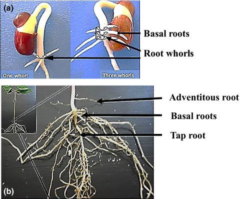 FoodEnergySec's tweet photo. EARLY VIEW
Role of fixing nitrogen in common #bean growth under water deficit conditions. by Berhanu Amsalu Fenta, Stephen E. Beebe &amp; Karl J. Kunert👉https://t.co/N1M1fC9kfp
#NitrogenFixation #Drought #FoodEnergySecurity #FoodSecurity https://t.co/Yjo2hgAsRm