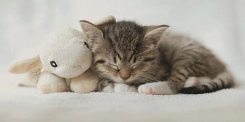 Trop_Cute's tweet photo. https://t.co/BUn0xgQOKW