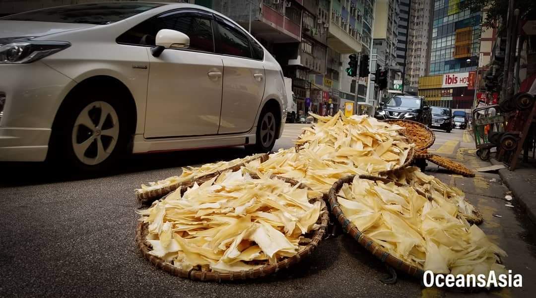oceansasia1's tweet photo. 100,000s of #sharks die every day. A brutal trade driven by the demand for #SharksFin Soup #魚翅 + more 🦈
Laws are insufficient, we need proper enforcement of these laws.
The time is now to act.
#extinctionisforever #endangeredspecies #4treasures #wildlifecrime #fishcrime #IUU https://t.co/qIuXxkc56p