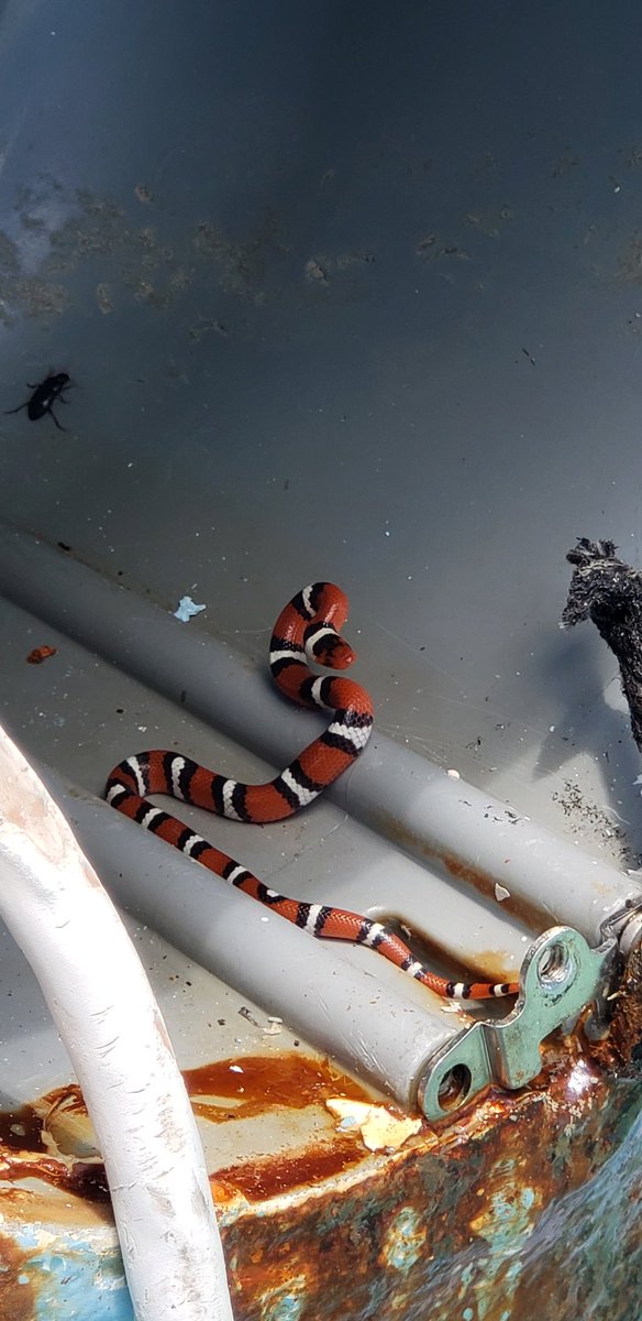 ChurchillsPools's tweet photo. Not what you would normally expect when removing a pool light . . 
#snake #swimmingpool https://t.co/tfApDyiiB0