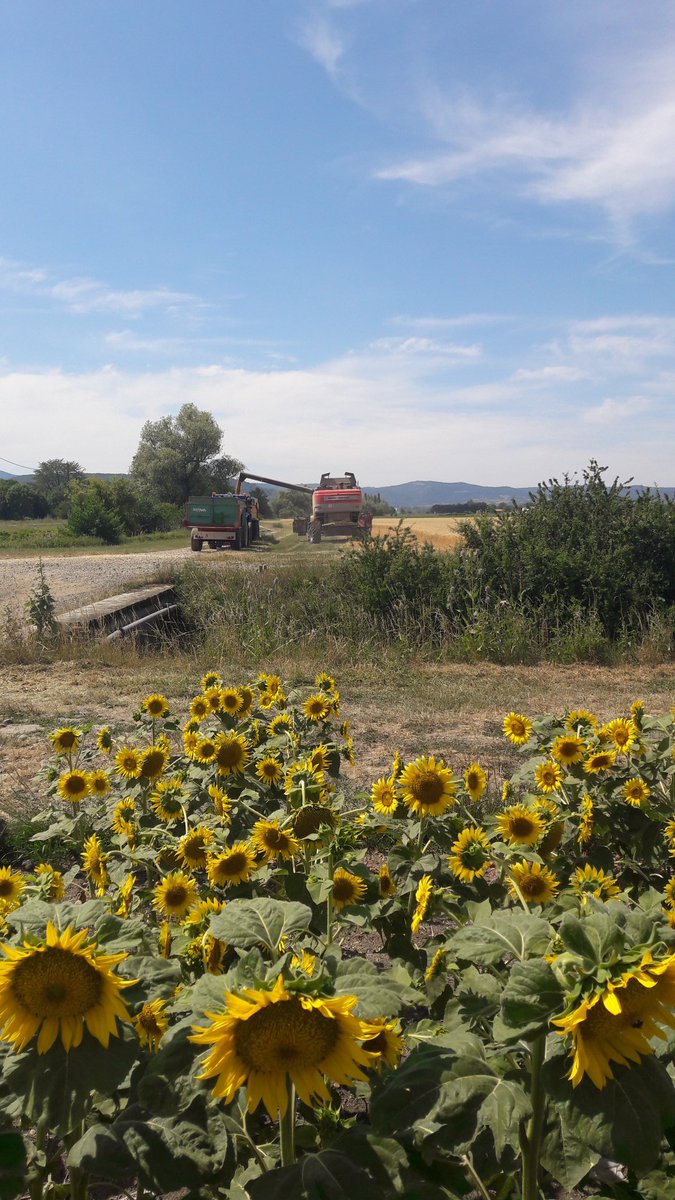 #tournesol #semence #abeilles #moissons ça carbure dans l'#agriculture 🌻🐝🌾🍞🥖