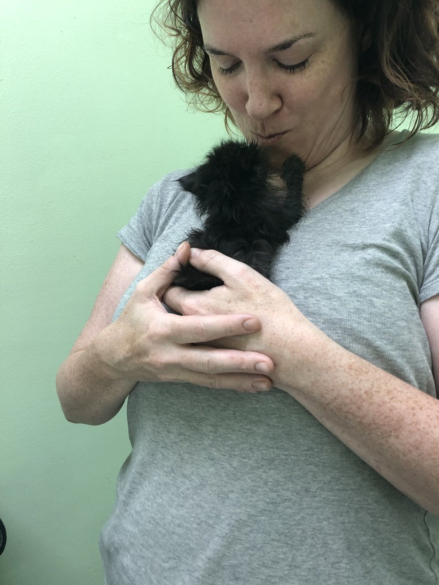 Kitten_LittleMs's tweet photo. I got to visit with Mrs. M today when she brought in Rosie and Eddie! She thinks I’m very cute! https://t.co/NA2nWn5CJV