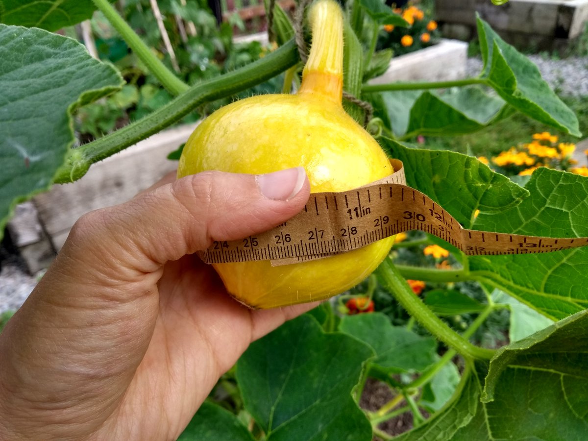 rtdoodle's tweet photo. Measuring 26.5cm today, up 3cm from yesterday! 😍 #gyo #growyourown #squashlove https://t.co/45jE5p1qNU