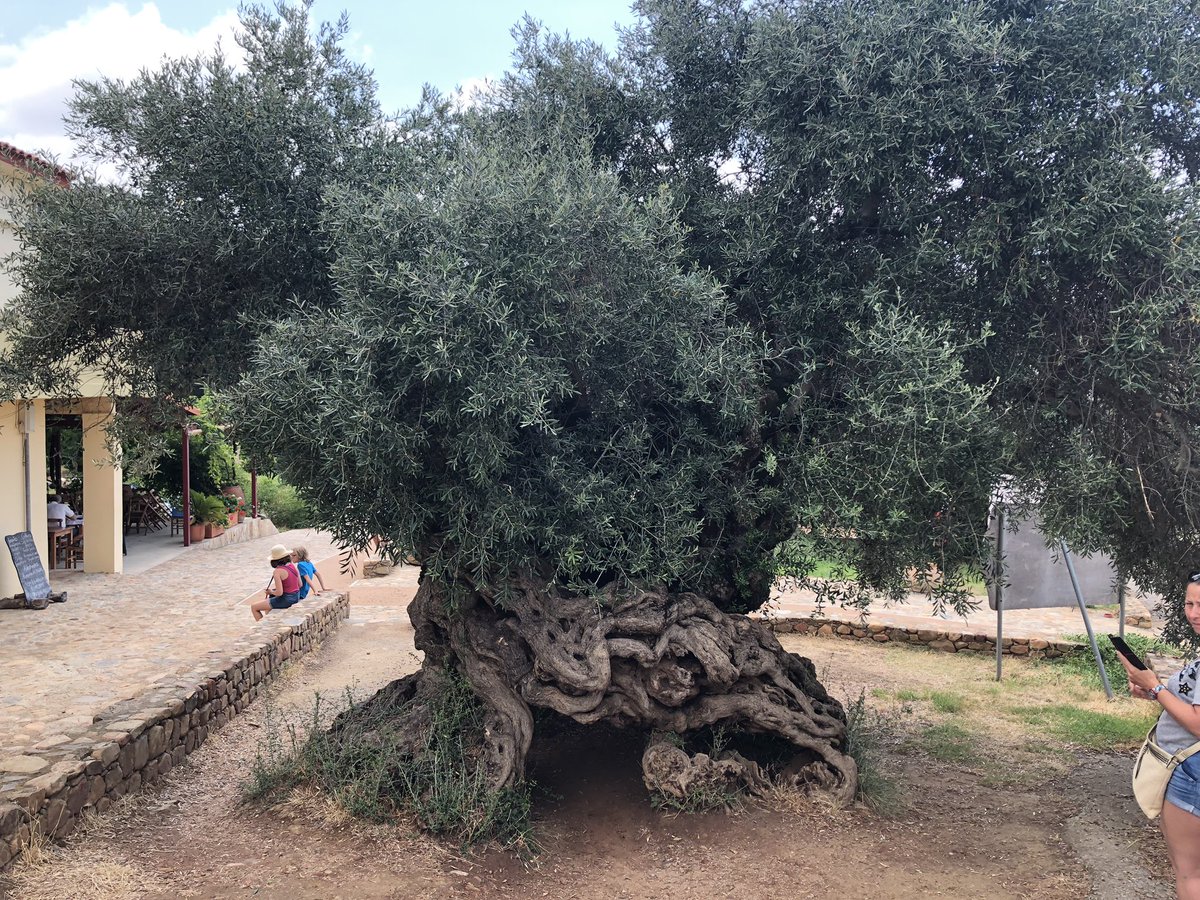 This olive tree is 3000 years old and still produces olives , really impressive !