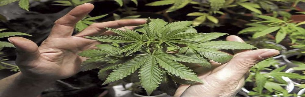 abusaidgomez's tweet photo. Read our third article on the draft of Regulatory Decree for Medicinal Cannabis - Protection of Small and Medium Size Cannabis Cultivators https://t.co/Evxi6hHVhI https://t.co/14kyufBctt
