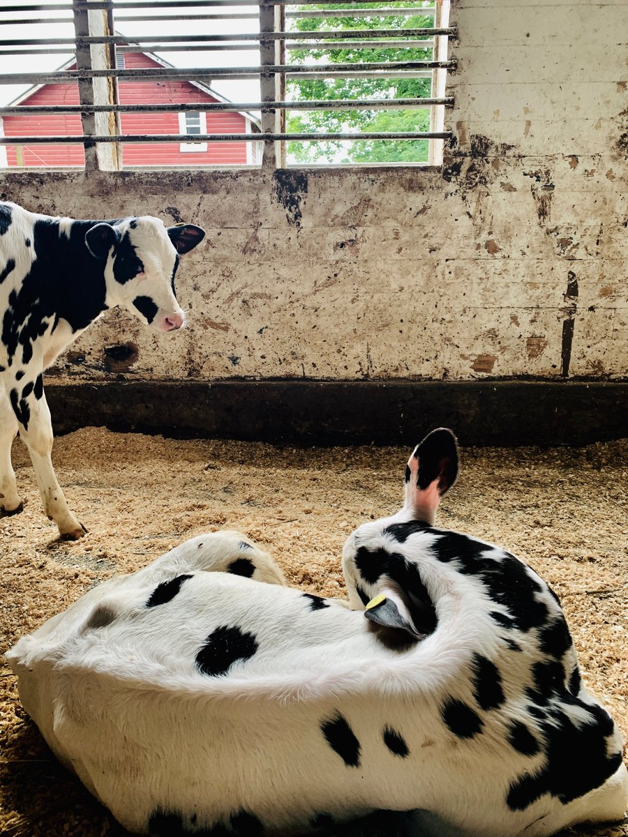 PutneySchool's tweet photo. A summer moment on Putney's farm. https://t.co/oJ5vBz5aqg