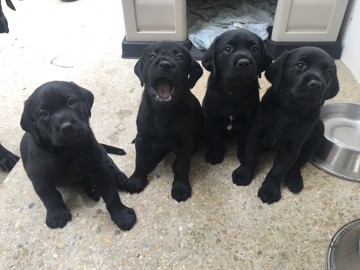 maf_21's tweet photo. Miren estas bellezas ❤️ Tengo 3 buscando que los quieran y los cuiden. https://t.co/r6XE1DLCYr