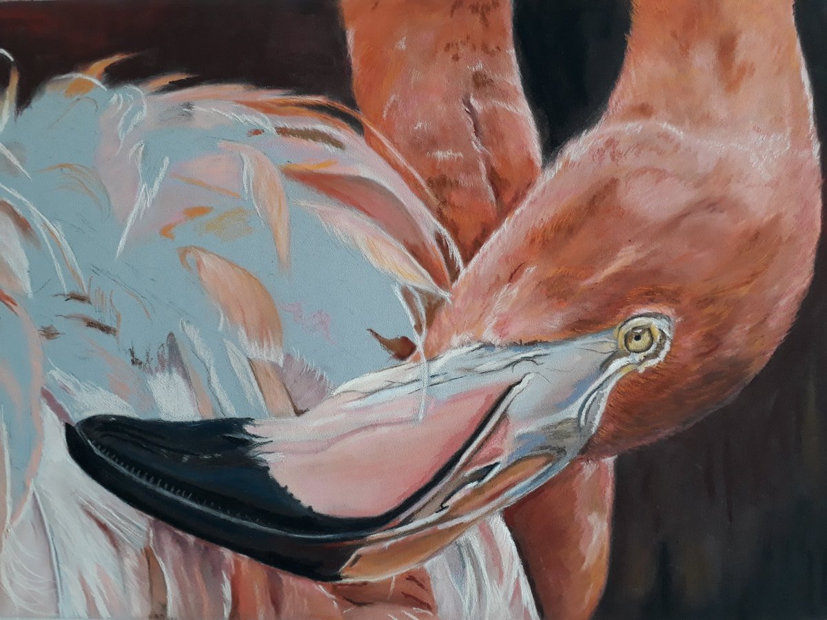 riamarialew15's tweet photo. I dont do feathers that often but it is making a nice change if not a challenging one. Work in progress. Flamingo in pastels on pastelmat. Ref photo by Jan Willemsen.
#art #pastelmat #UnisonColour #panpastels #carbothellos #Fabercastell https://t.co/nxhwfGEkl8