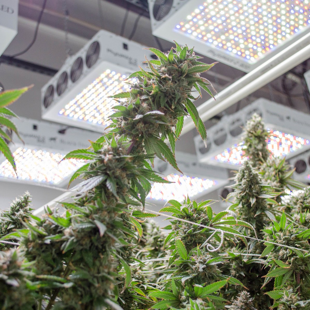 BlackDogLED's tweet photo. Fill your canopy up with more buds and better quality when you grow with the PhytoMAX-2 series. Bring home more yields every harvest with Black Dog LED. Learn more at https://t.co/4tEn40zSf0
________________________________________
#blackdogled #phytomax #phytomax2 #phytogenesis https://t.co/qfDS7rXLPV