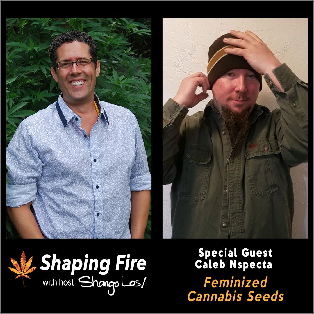 ShapingFire's tweet image. Fem seeds have come a long way since their early days. On this episode of @ShapingFire host @ShangoLos talks with @CSI_HUMBOLDT about the benefits of modern feminized seeds, the process to create them and where his fabulous strain names come from. ShapingFire.com