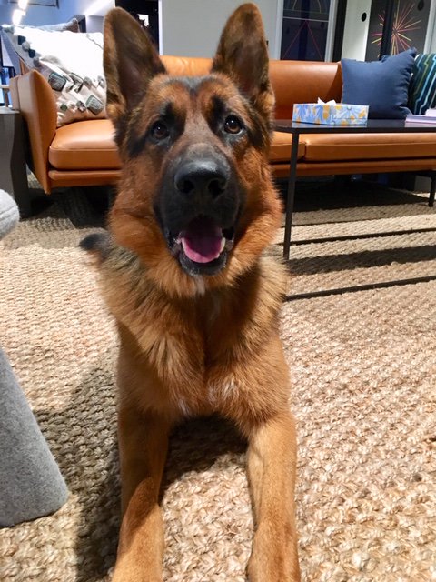 German Shepherd looking to camera in an office