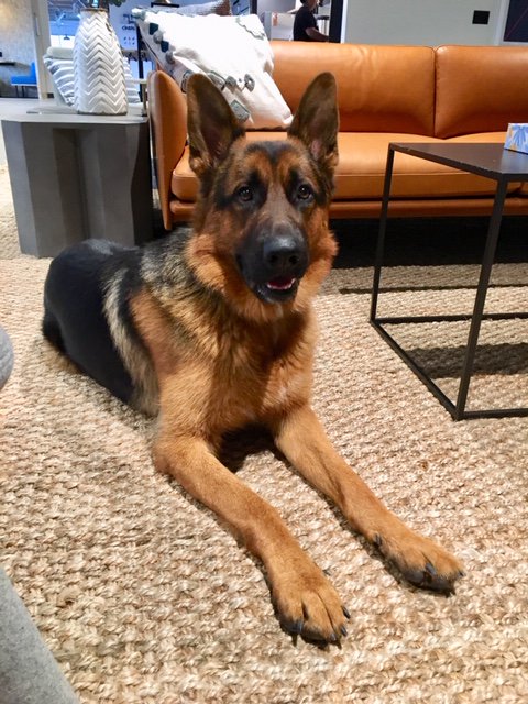 German Shepherd lounging in an office