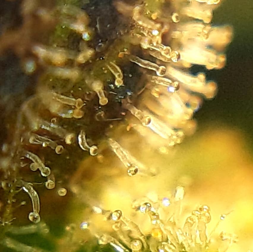 studio_seeds's tweet photo. 🔬Trichomes Quick Kush Dinafem🌱
#studio_seeds #quickkush #kush #dinafem #dinafemseeds #stonegrowers #trichomes #trichome #cannabis #cannabiscommunity #frenchgrower #weedgrower https://t.co/HJaADo9Wvd