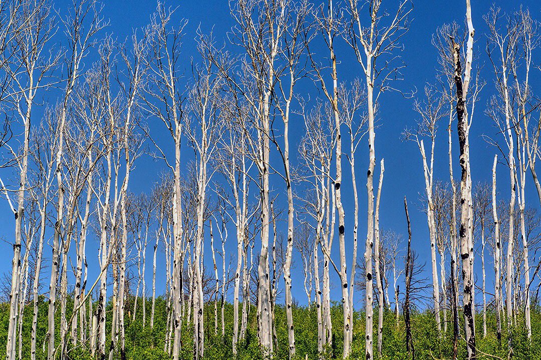 rich_herrmann's tweet photo. One more from Wyoming...it was strange not to see leaves on trees in the summer. A fire from years ago gave new growth an opportunity to flourish while mature trees now stand before the forces of nature to meet their fate. #wyoming #caspermountain #NaturePhotography https://t.co/cbChTY69ZN