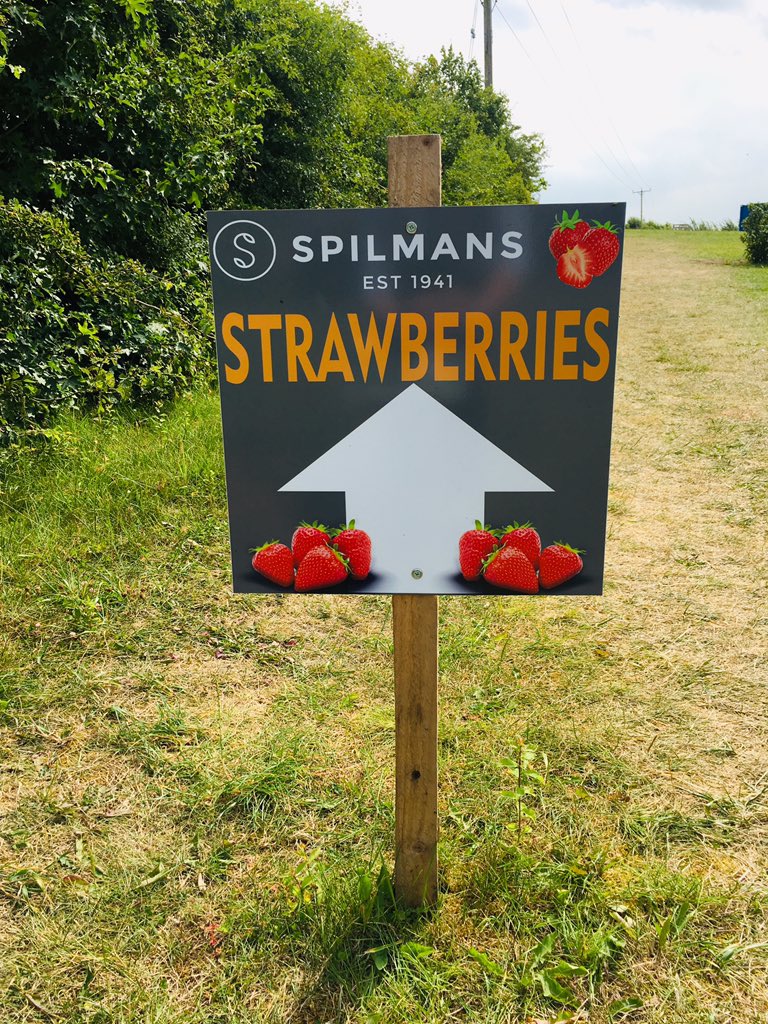 MyKitchenWoodl2's tweet photo. I think itโs a form of therapy picking your own #strawberries #spilmans near #Thirsk this afternoon. Looking forward to using them in our #cookeryexperience later in the year. #food #buylocal ๐๐๐๐ https://t.co/5A7IHIOsCj