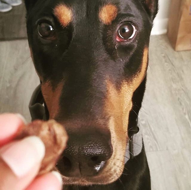 RemysK9Kitchen's tweet photo. When all you see are treats😍 #gimmethatturkeyheart #treatsfordays @rocket.the.doberman
.
.
#remysk9kitchen #freezedrieddogtreats #forcatstoo https://t.co/xBjWpTNCQt https://t.co/ZjpUw372Or