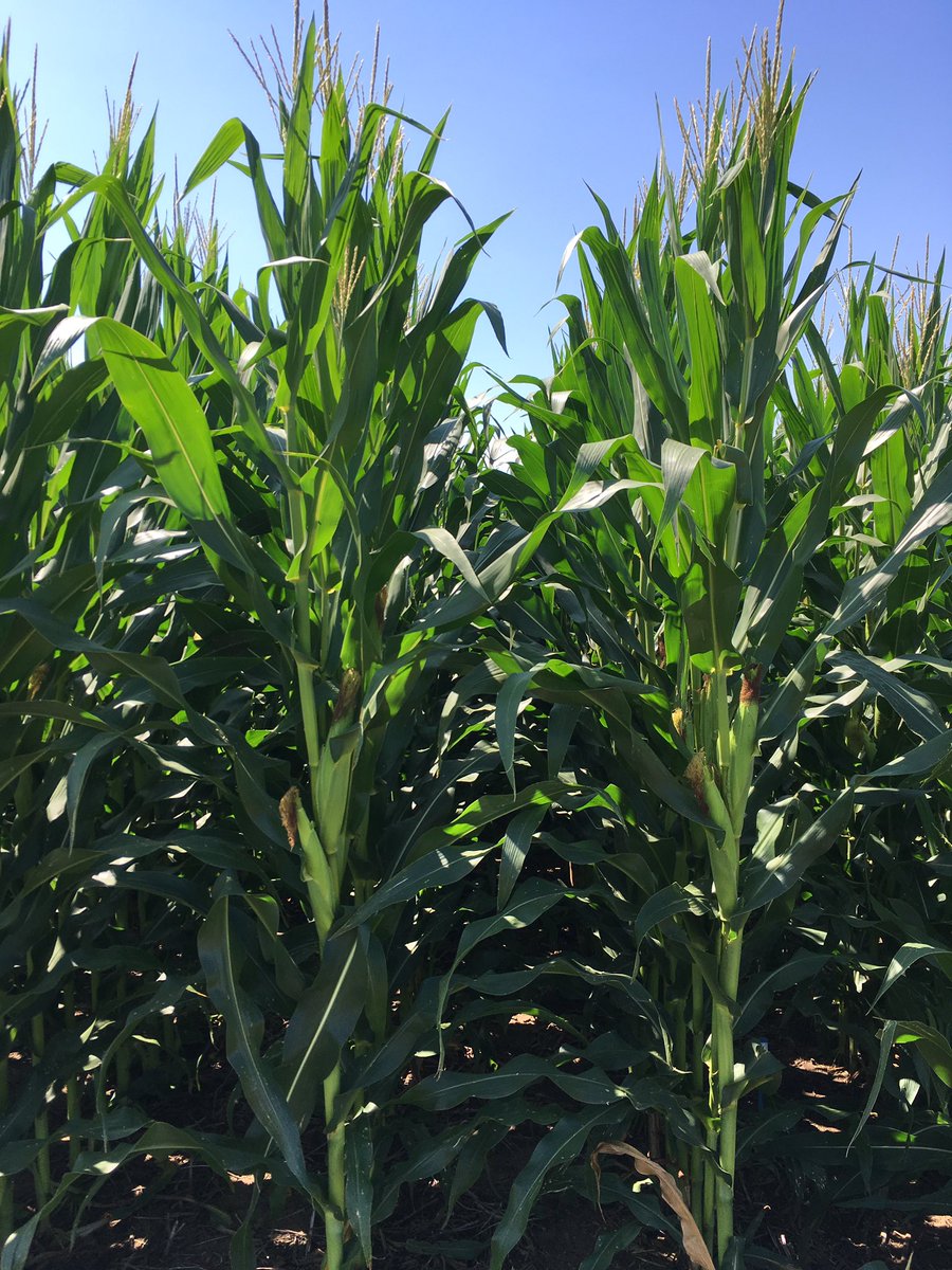 AaronPetersen20's tweet photo. When I get bored looking at a hybrid because of consistency &amp; repeatability...I know I’ve got something special. Integra 6695
#IntegraCorn https://t.co/dvfUrXX31B