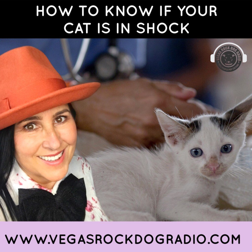 How To Know If Your Cat Is In Shock therocknrolldog.com/how-to-know-if…