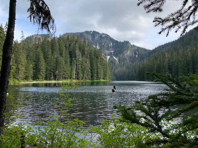 Not all wonder are lost! Lake George

#RGS #MountRainierNationalPark #ThisIsParadise #VacationMode #wanderlust #MountRainierNP #Washington #VisitWashington #getoutside #exploremore #mountainlife #rainier  #hiking #naturewalks #visitrainier #mtrainier #hikingadventures #travel