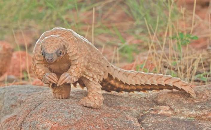 Pangolins are cute because they always look like they're about to hesitantly present some bad news to their sovereign lord. "Pardon me sire....my liege if i may....the prisoners....they've....well, they've escaped"
