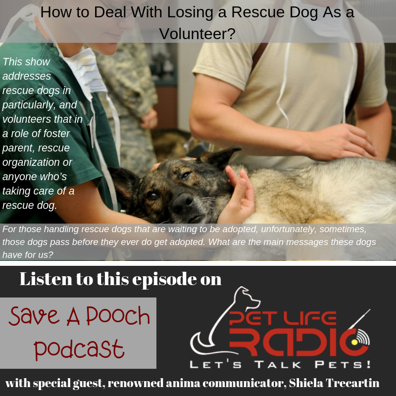 Saveapooch's tweet image. HOW TO DEAL WITH LOSING A RESCUE DOG AS A VOLUNTEER

This episode's guest is an internationally renowned animal communicator, Sheila Trecartin who gives a live reading to relay a message from a rescue dog to her handler. 

petliferadio.com/saveapoochep39…