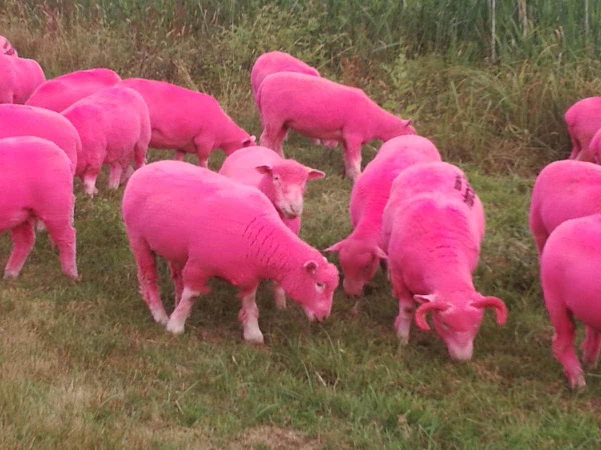 Sheep are out again! #latitudefestival
