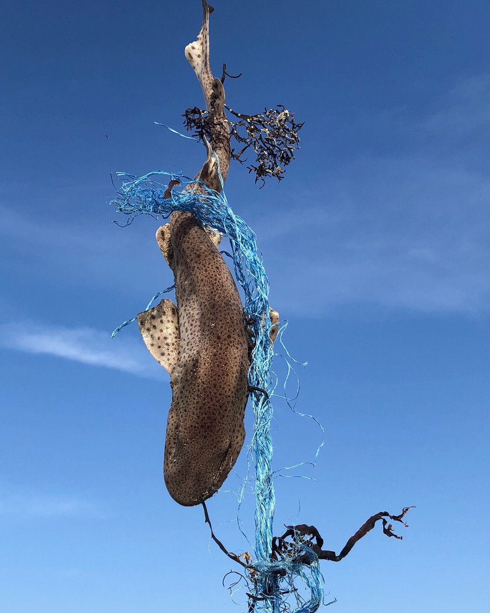 The sandy dogfish also known as small-spotted catshark entangled in a plastic net and washed up onshore in #Caernarfon #NorthWales
#endangered #ghostfishing #ghostnets #marinelitter #oceanpollution #plasticwaste #shark #ukcoast