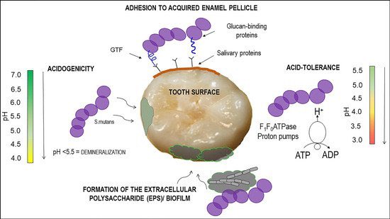 Image result for cariogenic