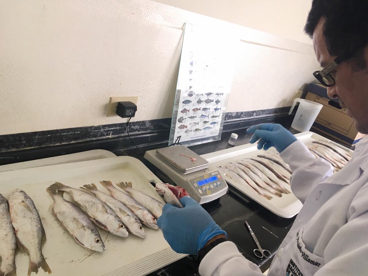 IpiapEcuador's tweet photo. Investigadores @InpEcuador realizan seguimiento d la pesca artesanal de peces demersales procedente d #PuertoBolívar, se realizó el muestreo biológico d la especie #Cachema cuyas tallas oscilaron entre 20 y 25 lt. Predominando el estadio II en machos con relación a las hembras. https://t.co/3PnAYCWYro