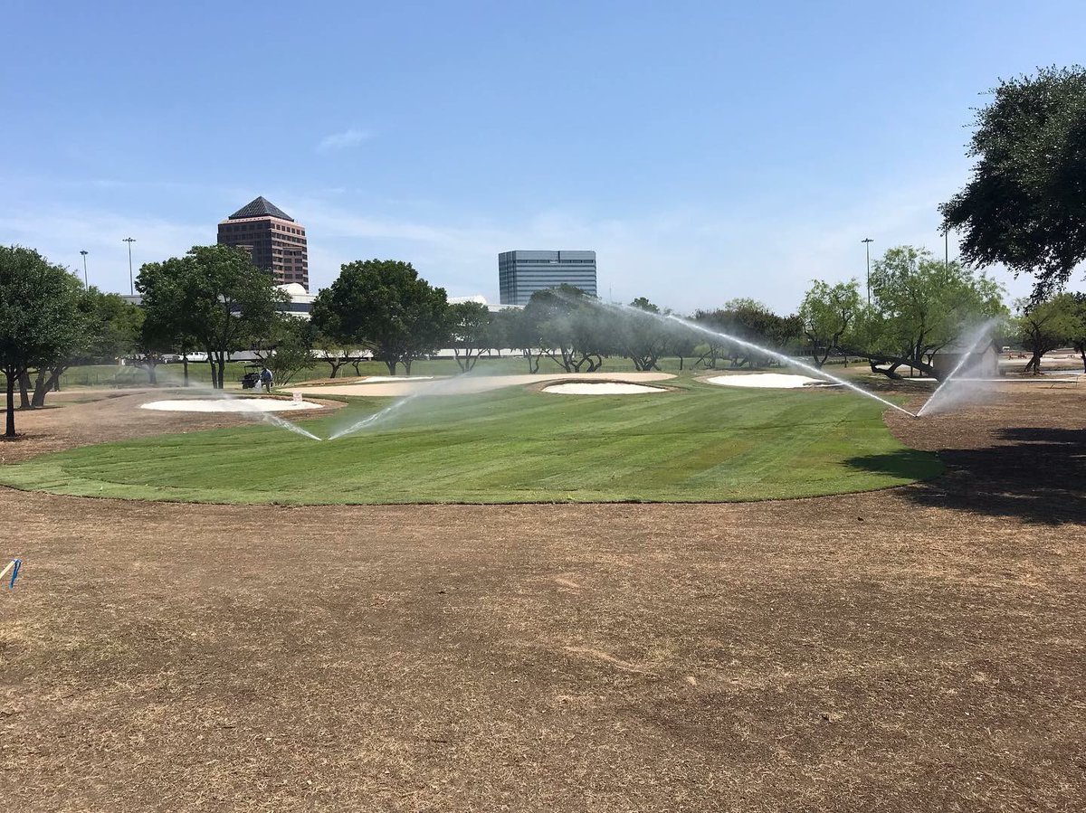 Trinity Zoysia being laid in the Dallas, Texas heat. Looking good. Tees, fairways and green surrounds renovated from bermuda to Trinity Zoysia.