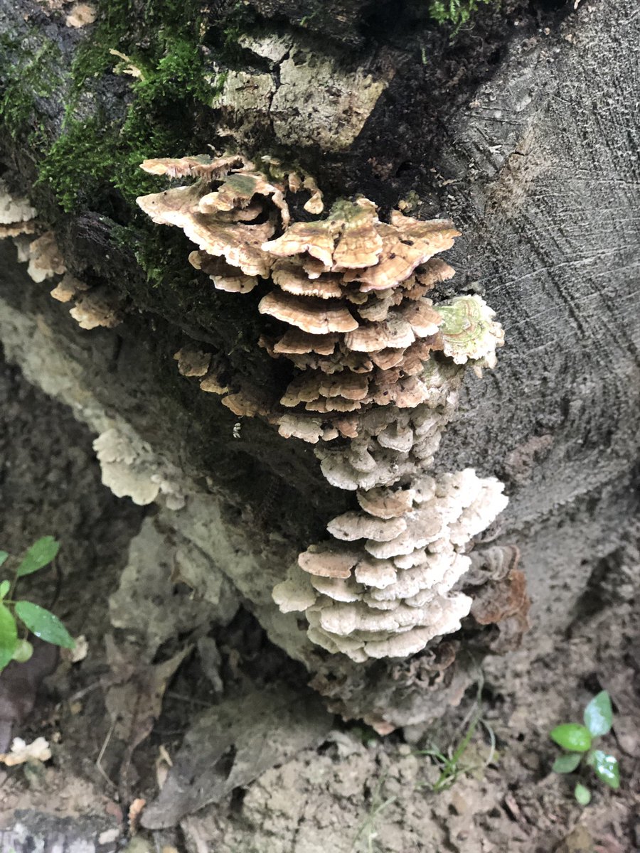 Amy_BakerLMS's tweet image. Not only are the #BackPackLeague geocachers hunting for caches, they are also working on nature scavenger hunts. Here are a few of their pictures which they will use to create informational Google maps.  @JCPSKY @jcpsforward #nosummerslide #therainheldoff @JMForest #natureexperts