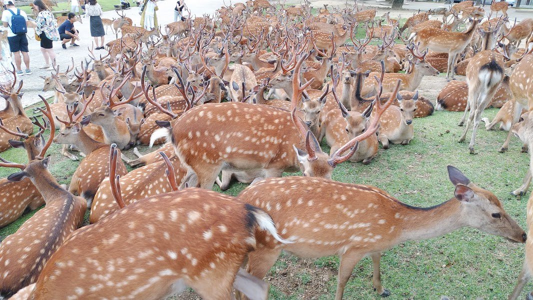 奈良国立博物館前が鹿さんたちですごいことになっている 凄い 一面の鹿 鹿 鹿 ちょっとしたフェス状態 Togetter