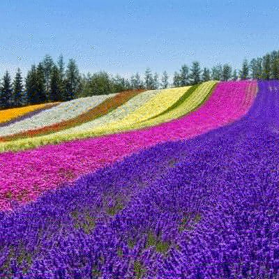 scbholidays's tweet photo. Who would you love to take to the cherry blossom festival in Japan? It really is breathtakingly beautiful 💖 The flower fieldblossoms at Hitachi seaside park and Hokkaido are also unmissable.
Find your perfect apartment here - https://t.co/nZKFiKgoDo
#japan #hitachiseasidepark https://t.co/xdKsZwUBa4