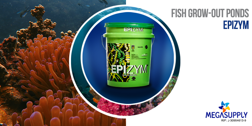 MegasupplyES's tweet photo. Our product EPIZYM-BGM is a special growth medium that offers a complete and bio-secure environment to provide a probiotic microorganism growth cell culture. 

#Megasupply #Epizym-BGM #FishGrow-OutPonds https://t.co/lU8ESaJ49O