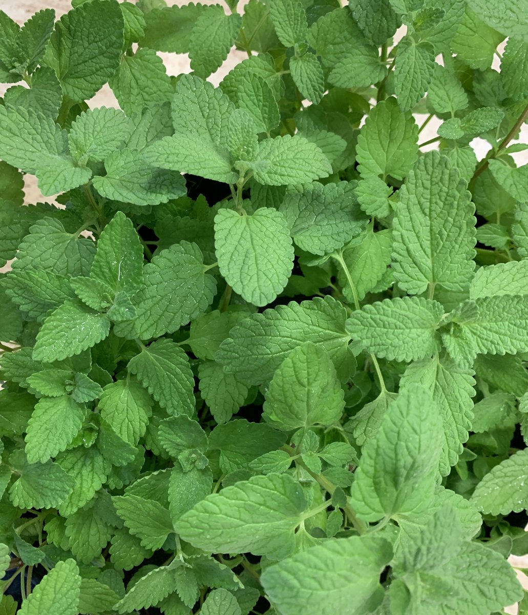 Seedsheet tweet media