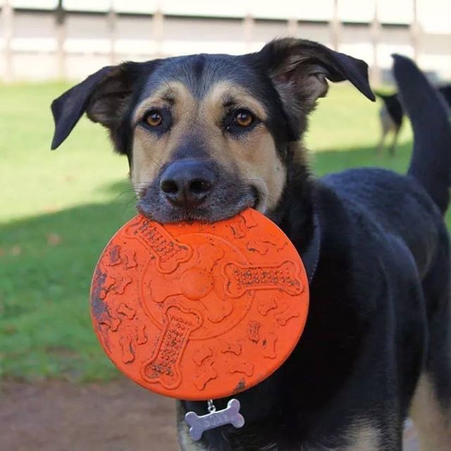 sweetessye's tweet photo. #mascotadelverano19 #jugando en el #parque con mi #freesbee @royalcanin_es https://t.co/8UDfQQiSy1 https://t.co/PSsr9Ut1ze
