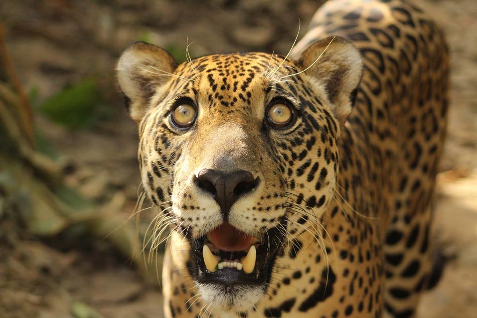 intiwarayassi's tweet photo. @GlobalGiving #JulyBonusDay match funding campaign starts now! #Donate $100 USD or more to #CIWY until midnight today to receive #matchfunding and help #Kusiy the #Jaguar who urgently needs a new enclosure https://t.co/MsZbdRfccT https://t.co/WjVPpmudcT