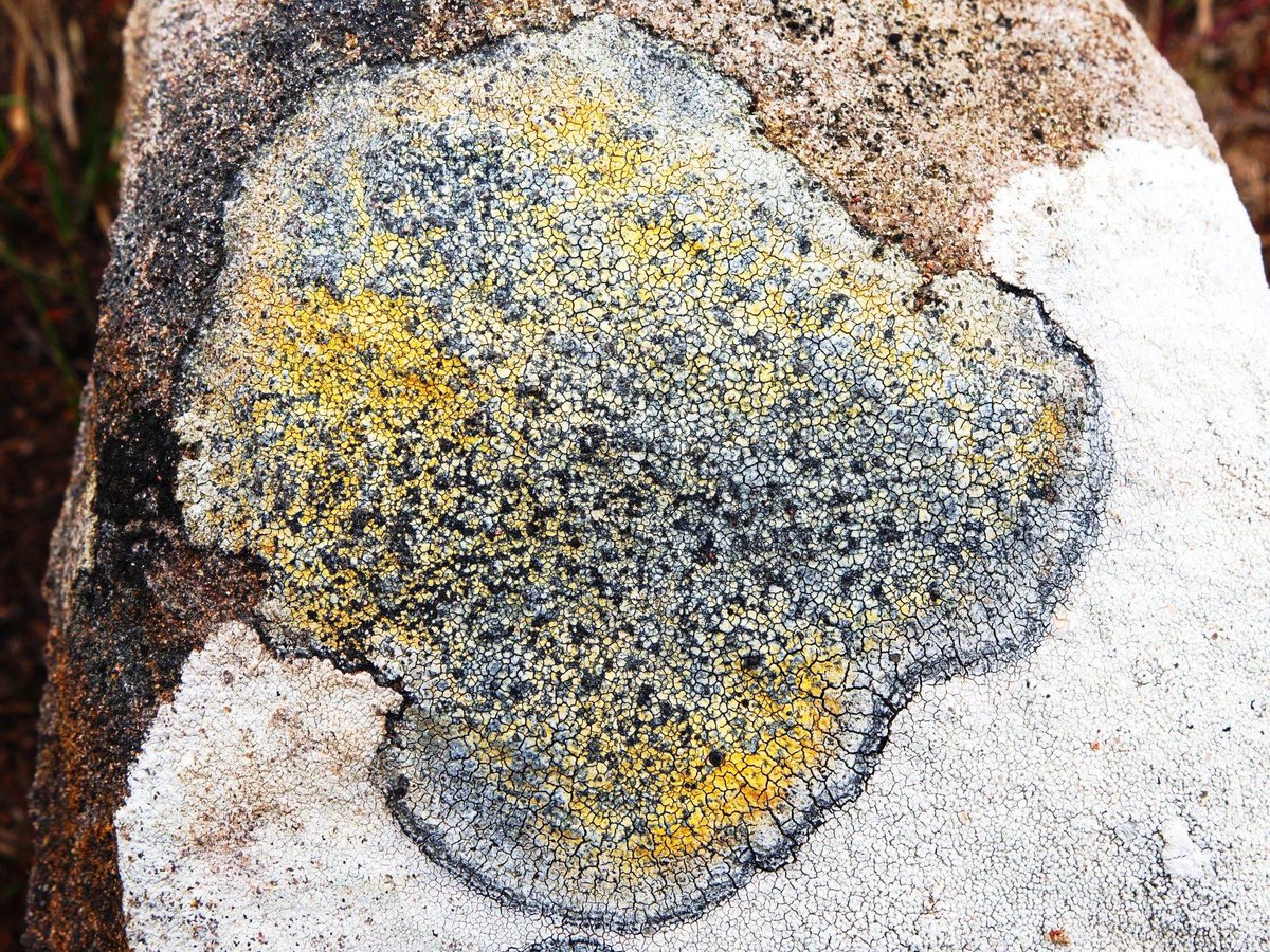 LakelandCamera's tweet photo. Selection of #lichens on the path to #Sandwood Bay in north west Scotland. @BLSlichens #lichen @wildscotland #lichenology #lichenometry https://t.co/R04PhlReK5