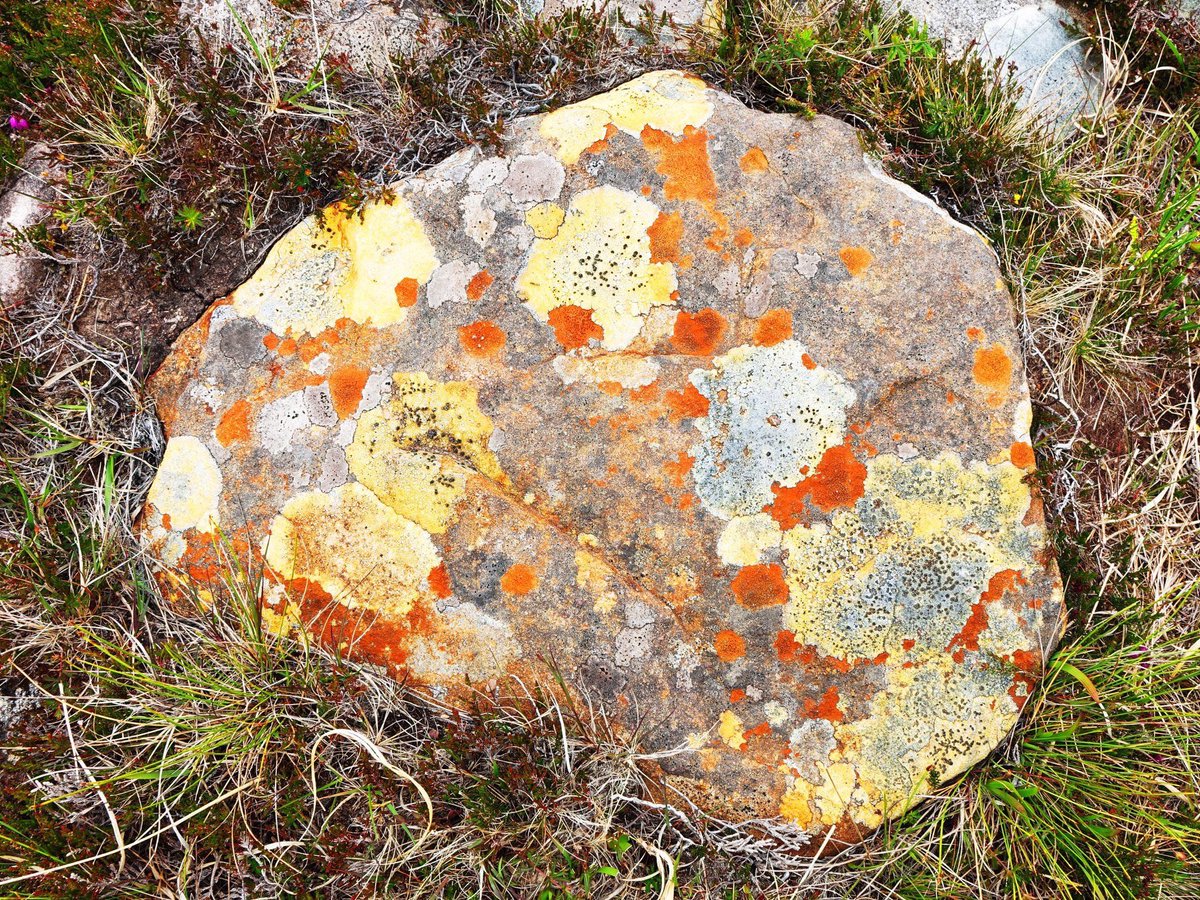 LakelandCamera's tweet photo. Selection of #lichens on the path to #Sandwood Bay in north west Scotland. @BLSlichens #lichen @wildscotland #lichenology #lichenometry https://t.co/R04PhlReK5